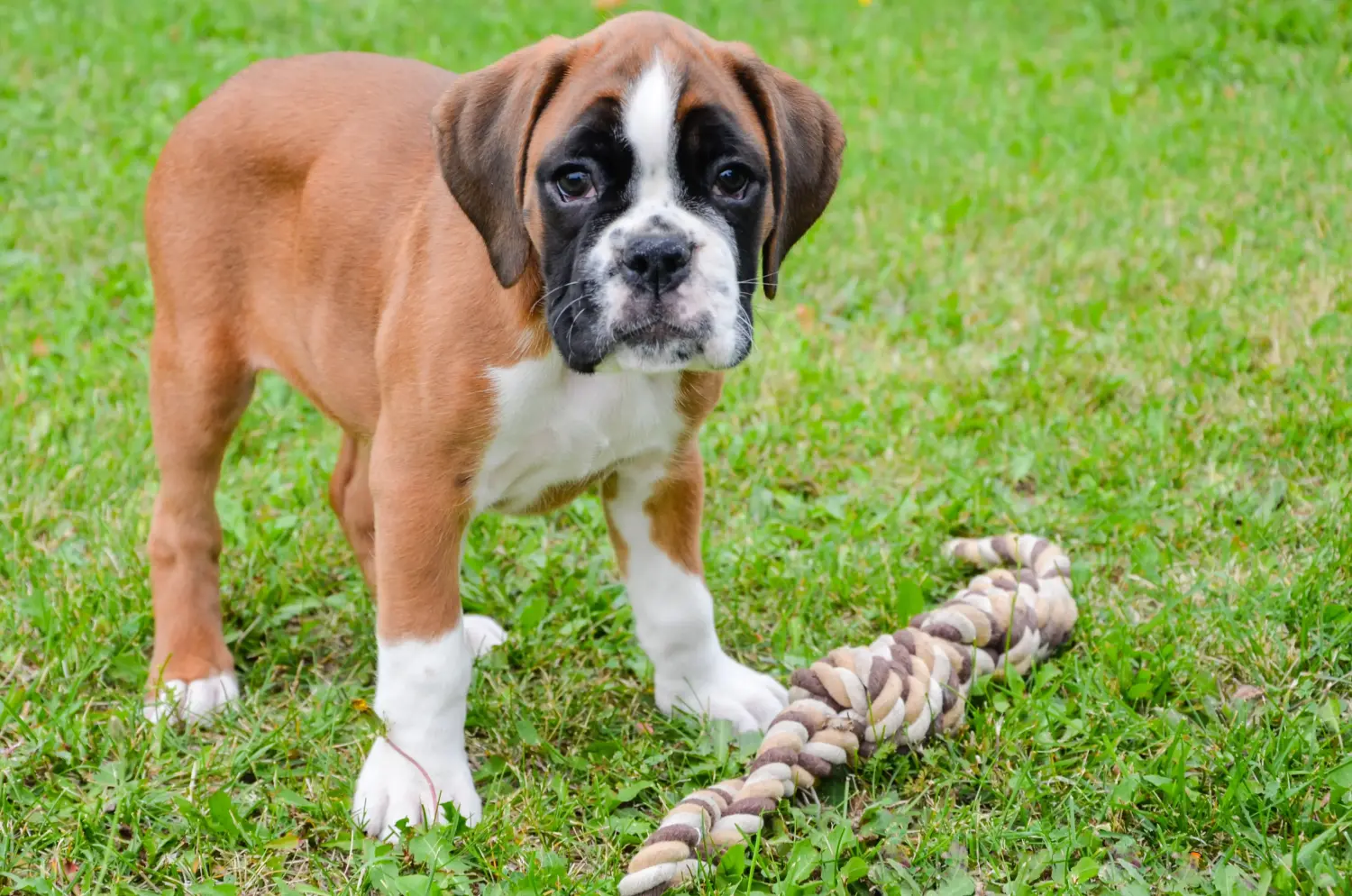 Buying a Boxer puppy means taking responsibility! Buy Boxer puppies.