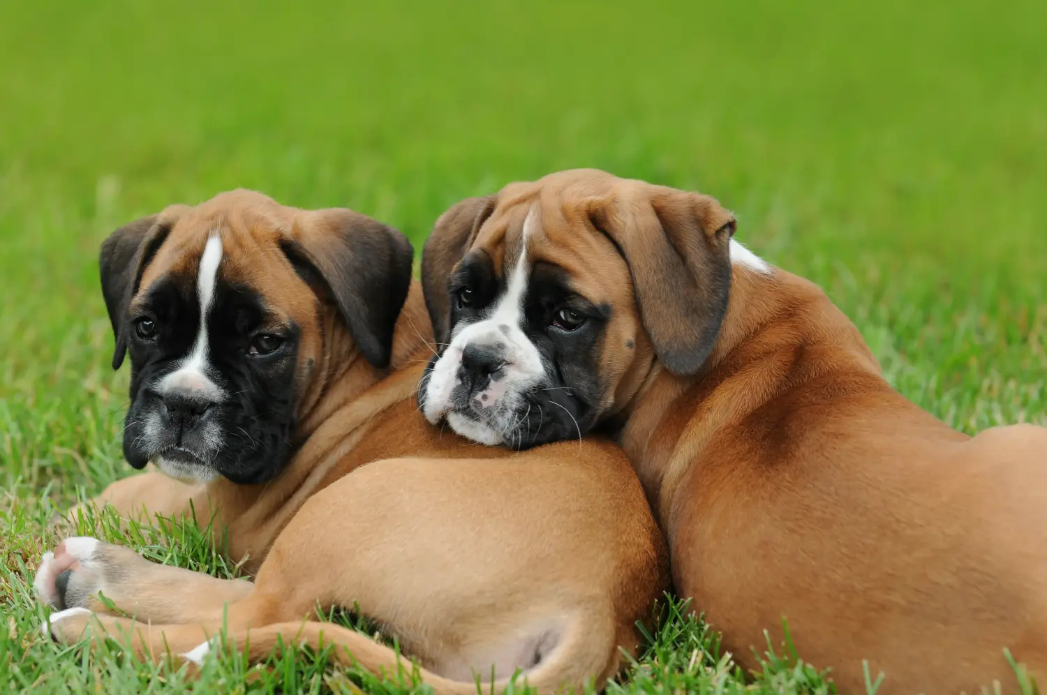 Buying a Boxer puppy means taking responsibility! Buy Boxer puppies.