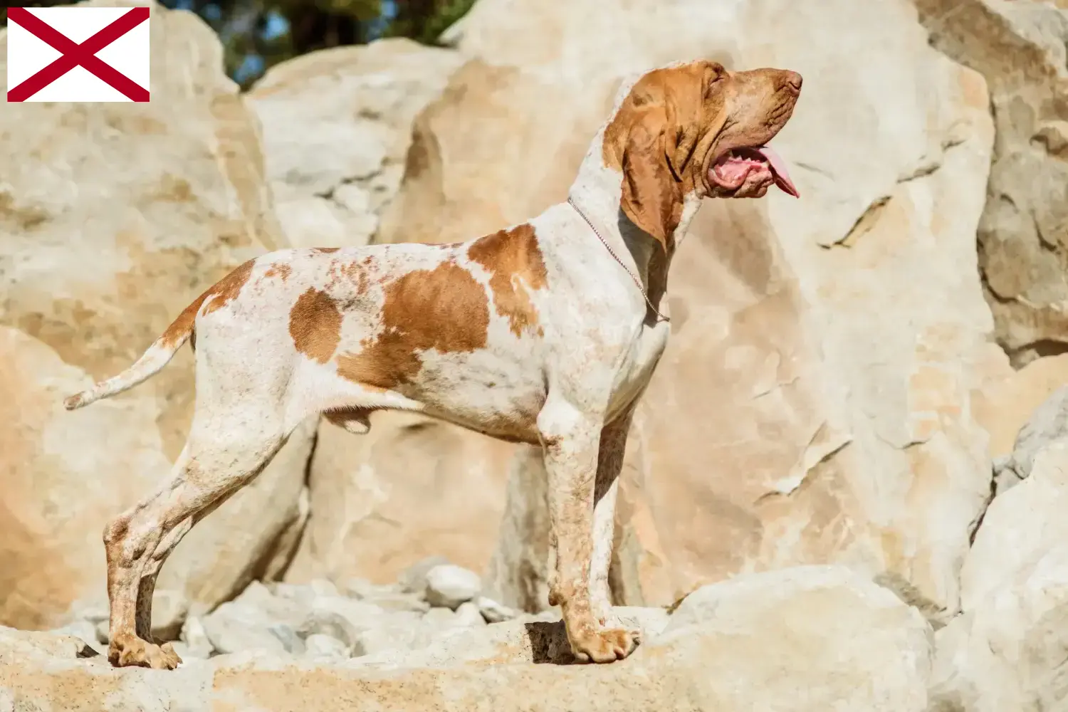 Bracco Italiano puppies and breeders Alabama Here you can find Bracco Italianos breeders in Alabama.