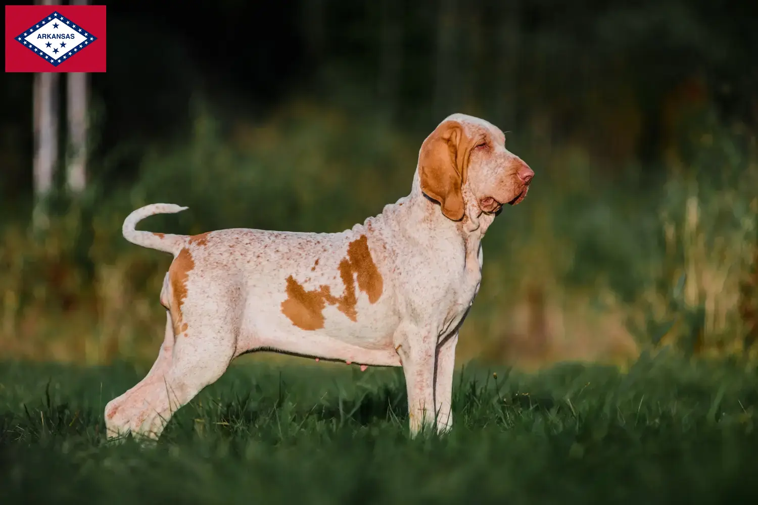 Read more about the article Bracco Italiano breeders and puppies in Arkansas