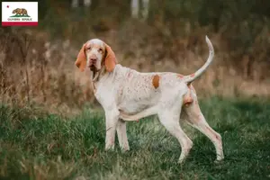 Read more about the article Bracco Italiano breeders and puppies in California