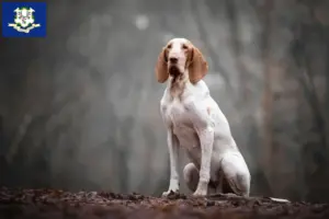 Read more about the article Bracco Italiano breeders and puppies in Connecticut