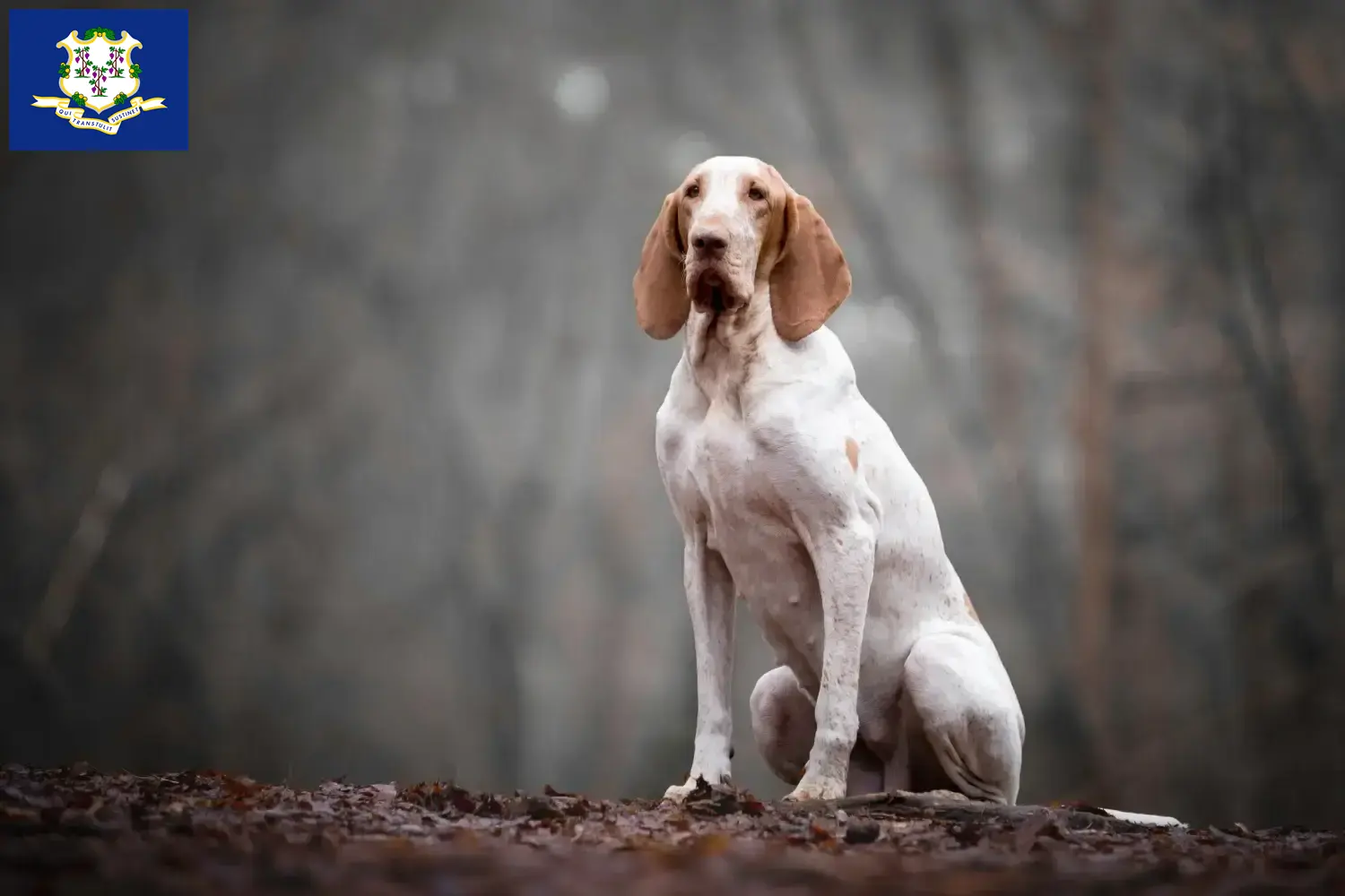 Bracco Italiano puppies and breeders Connecticut Find Bracco Italianos breeders in Connecticut.