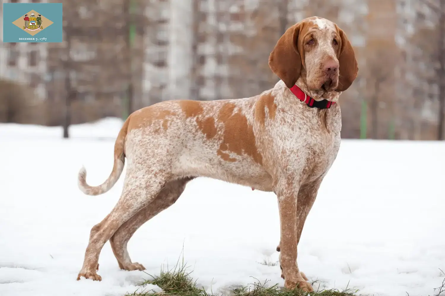 Read more about the article Bracco Italiano breeders and puppies in Delaware