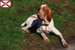 Read more about the article Bracco Italiano breeders and puppies in Florida