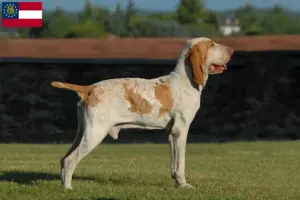 Read more about the article Bracco Italiano breeders and puppies in Georgia