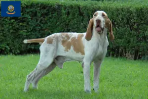 Read more about the article Bracco Italiano breeders and puppies in Idaho