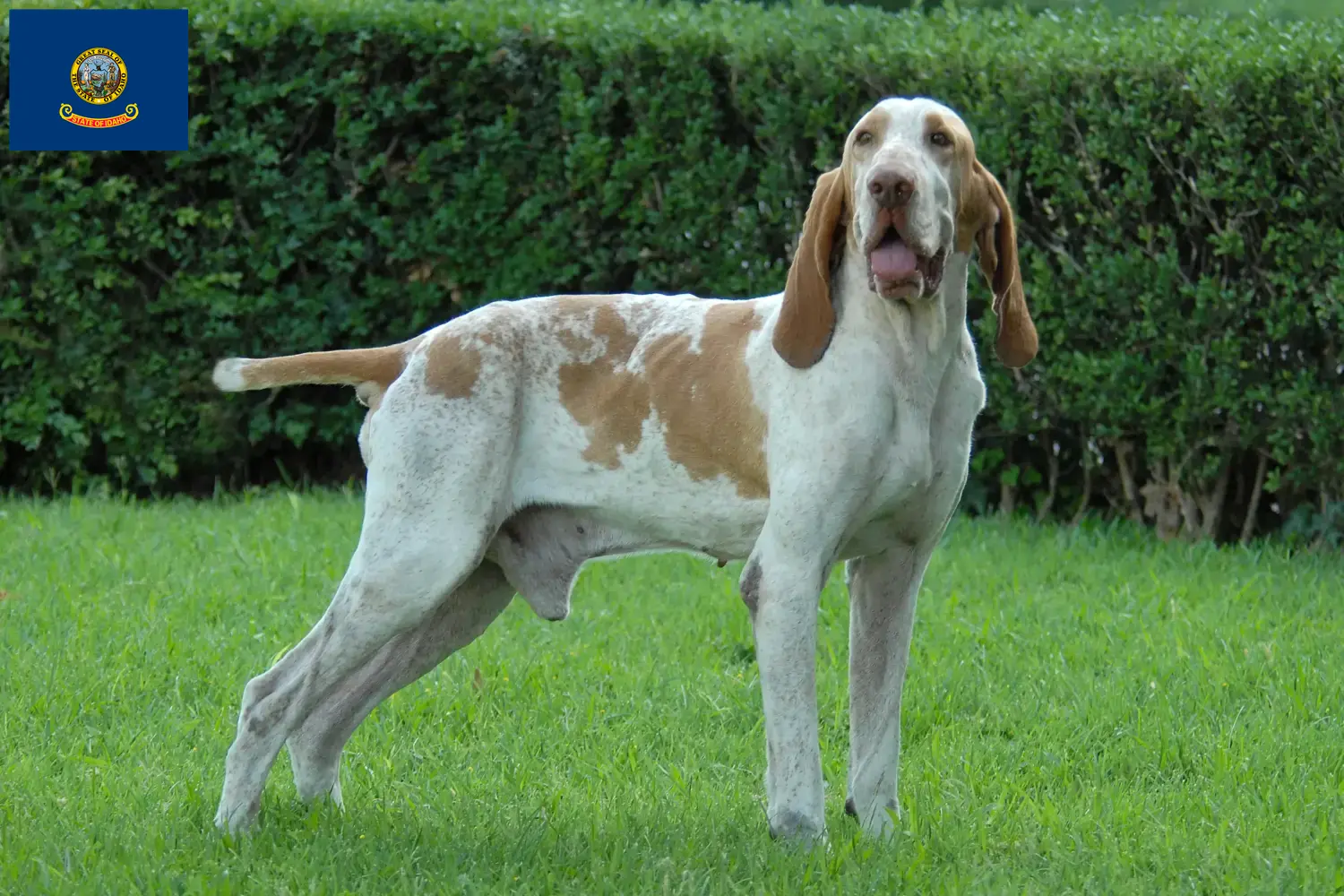 Read more about the article Bracco Italiano breeders and puppies in Idaho