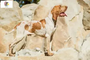Read more about the article Bracco Italiano breeders and puppies in Illinois