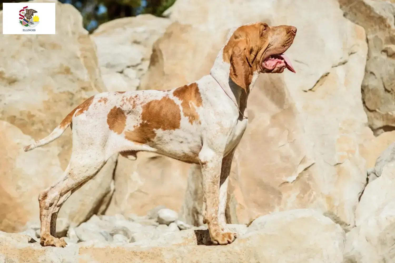 Read more about the article Bracco Italiano breeders and puppies in Illinois