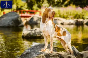 Read more about the article Bracco Italiano breeders and puppies in Indiana