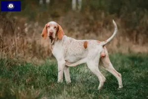 Read more about the article Bracco Italiano breeders and puppies in Kentucky