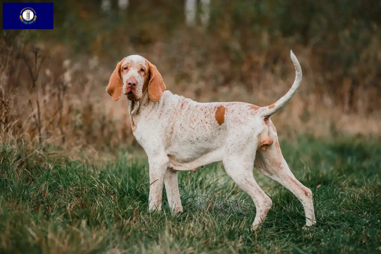 Read more about the article Bracco Italiano breeders and puppies in Kentucky