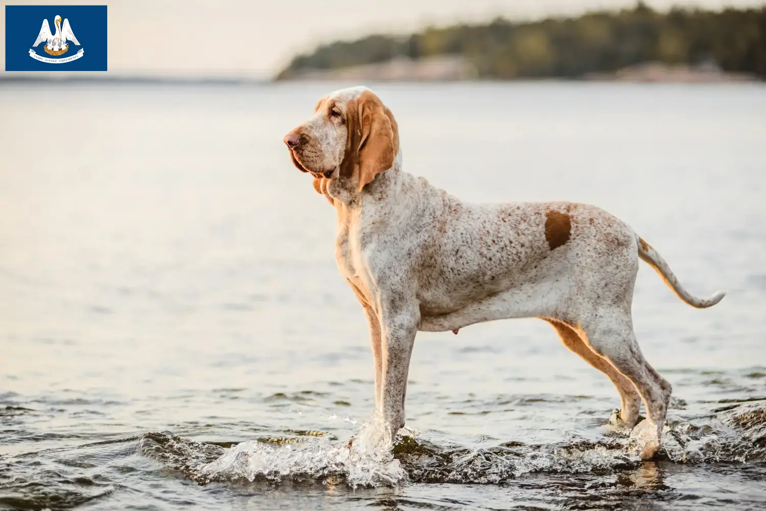 Read more about the article Bracco Italiano breeders and puppies in Louisiana