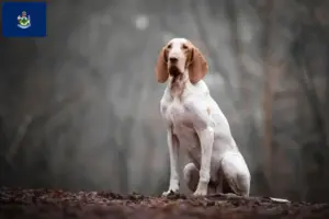 Read more about the article Bracco Italiano breeders and puppies in Maine
