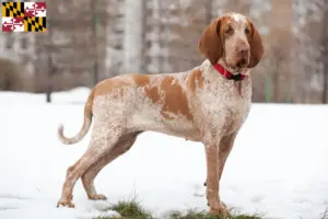 Read more about the article Bracco Italiano breeders and puppies in Maryland