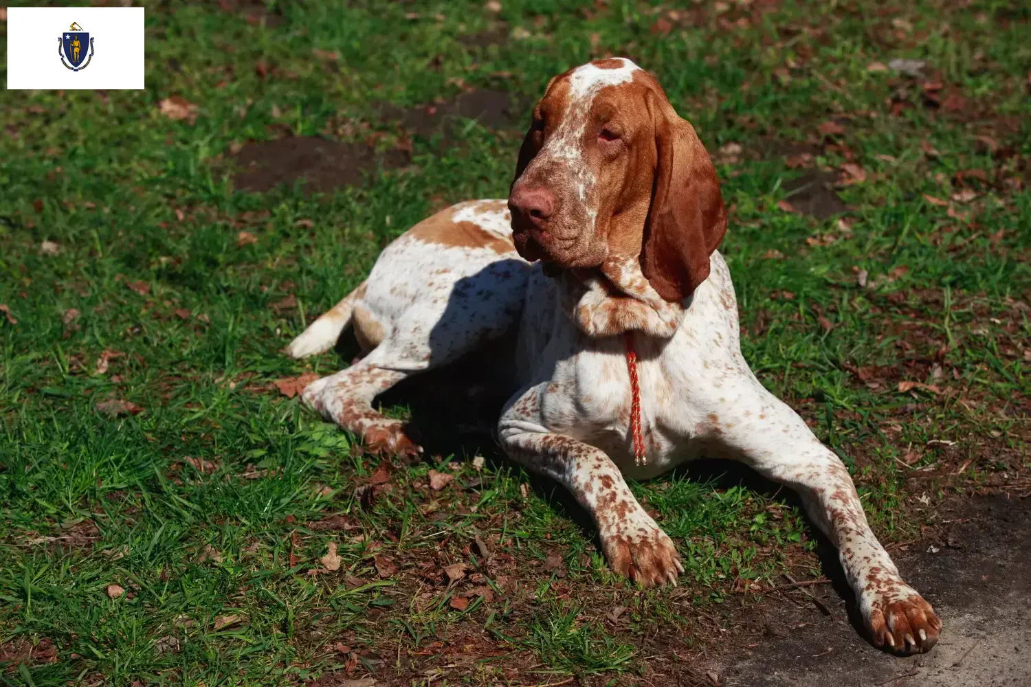 Bracco Italiano puppies and breeders Massachusetts Here you can find Bracco Italianos breeders in Massachusetts.