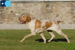 Read more about the article Bracco Italiano breeders and puppies in Minnesota