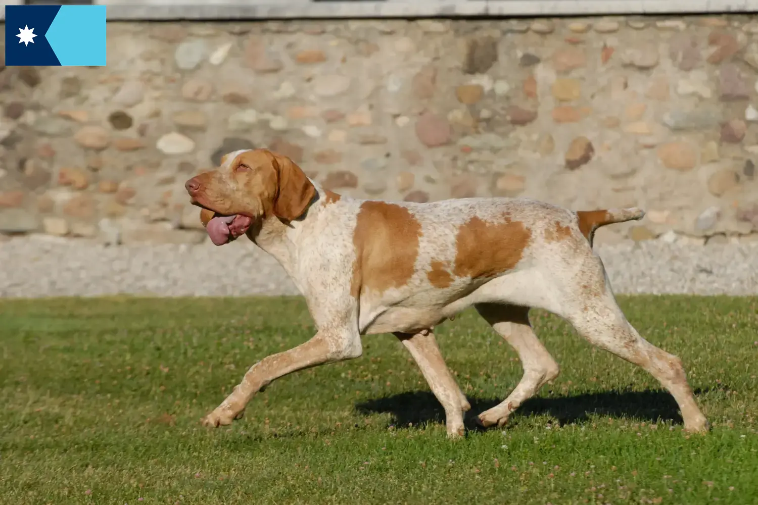 Bracco Italiano puppies and breeders Minnesota Here you can find Bracco Italianos breeders in Minnesota.