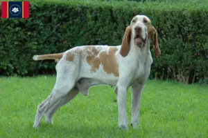 Read more about the article Bracco Italiano breeders and puppies in Mississippi