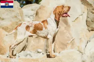 Read more about the article Bracco Italiano breeders and puppies in Missouri