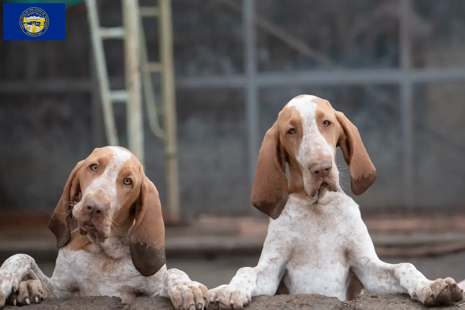 Bracco Italiano puppies and breeders Nebraska Here you can find Bracco Italianos breeders in Nebraska.