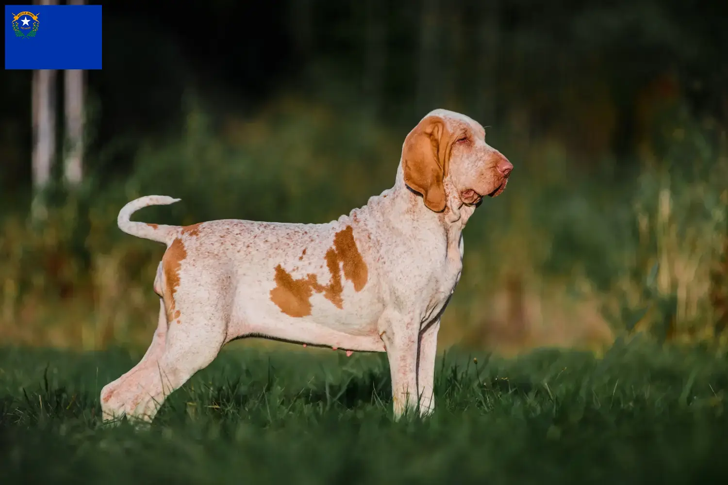Bracco Italiano puppies and breeders Nevada Here you can find Bracco Italianos breeders in Nevada.