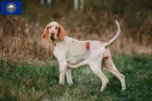 Read more about the article Bracco Italiano breeders and puppies in New Hampshire