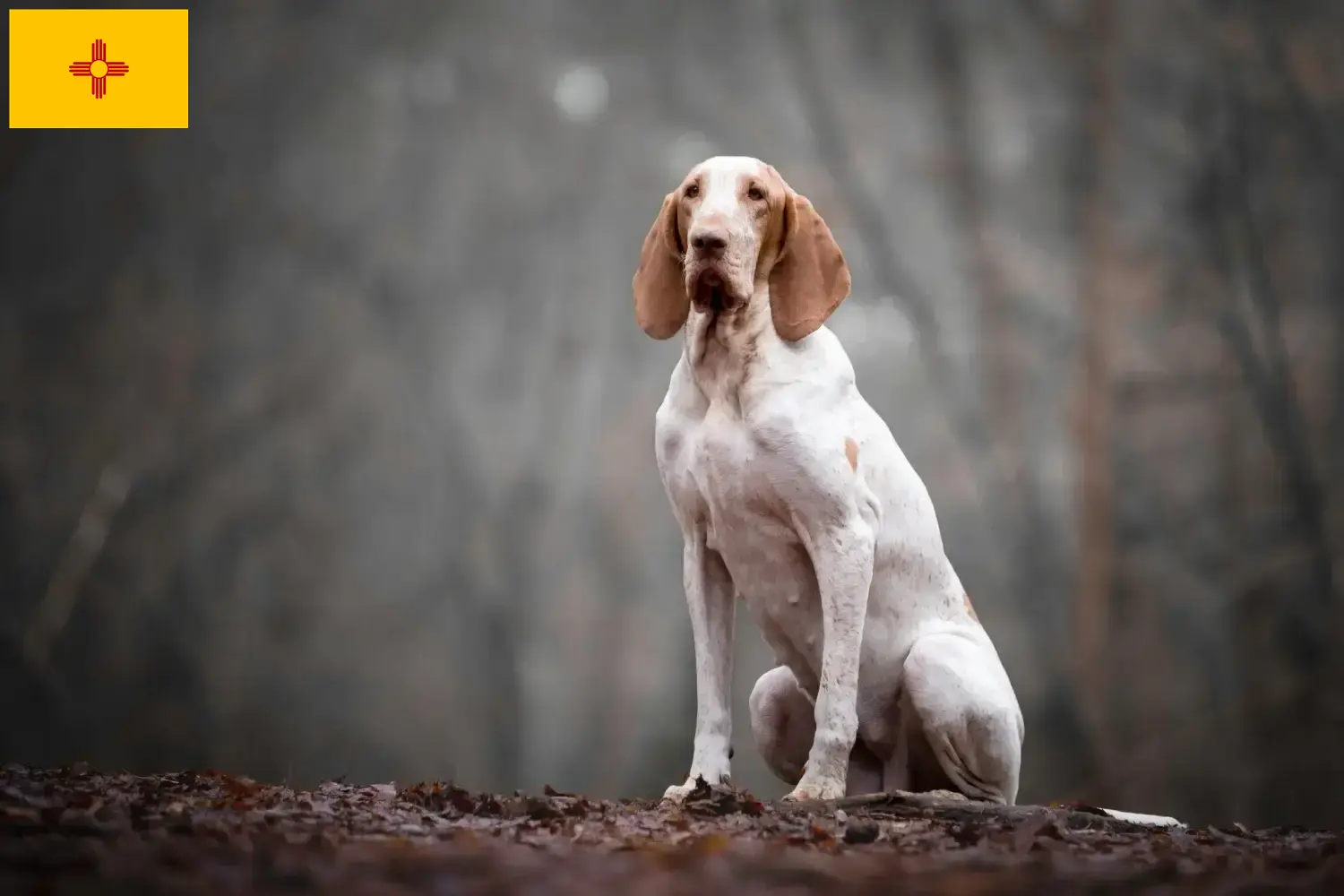 Bracco Italiano puppies and breeders New Mexico Here you can find Bracco Italianos breeders in New Mexico.