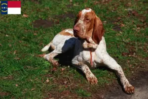 Read more about the article Bracco Italiano breeders and puppies in North Carolina