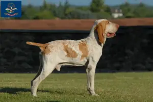 Read more about the article Bracco Italiano breeders and puppies in North Dakota