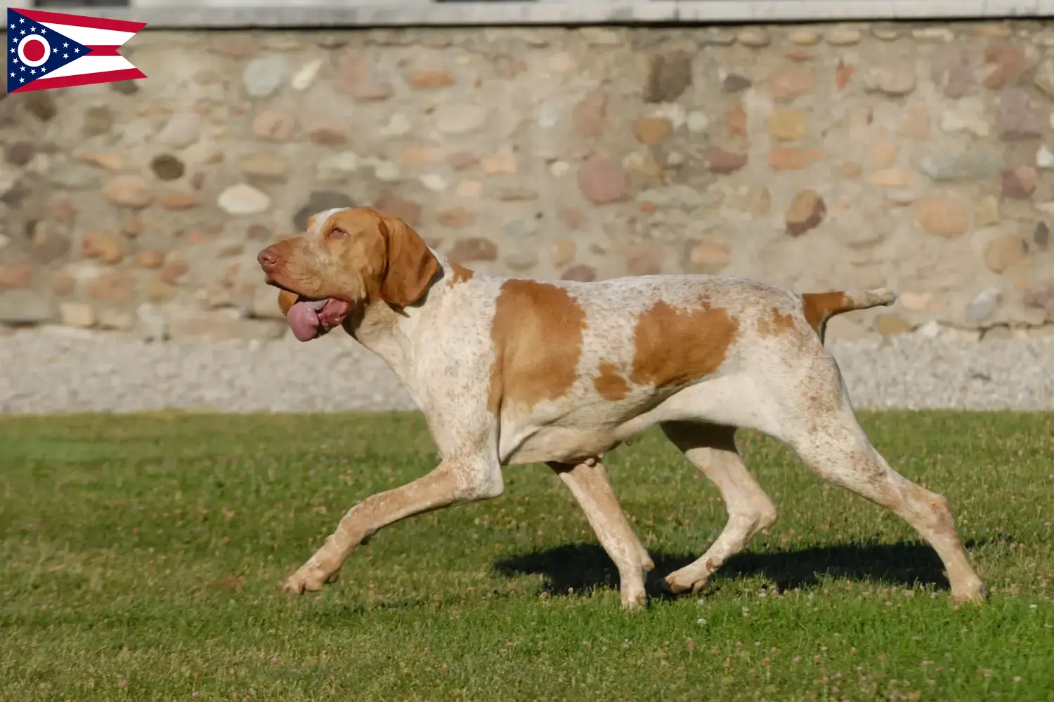 Read more about the article Bracco Italiano breeders and puppies in Ohio