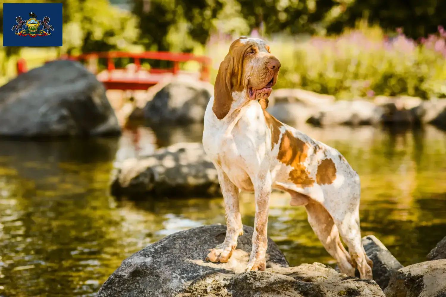 Read more about the article Bracco Italiano breeders and puppies in Pennsylvania