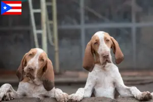 Read more about the article Bracco Italiano breeders and puppies in Puerto Rico