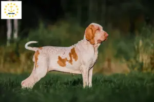 Read more about the article Bracco Italiano breeders and puppies in Rhode Island