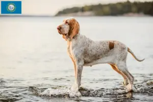 Read more about the article Bracco Italiano breeders and puppies in South Dakota