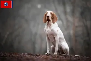 Read more about the article Bracco Italiano breeders and puppies in Tennessee