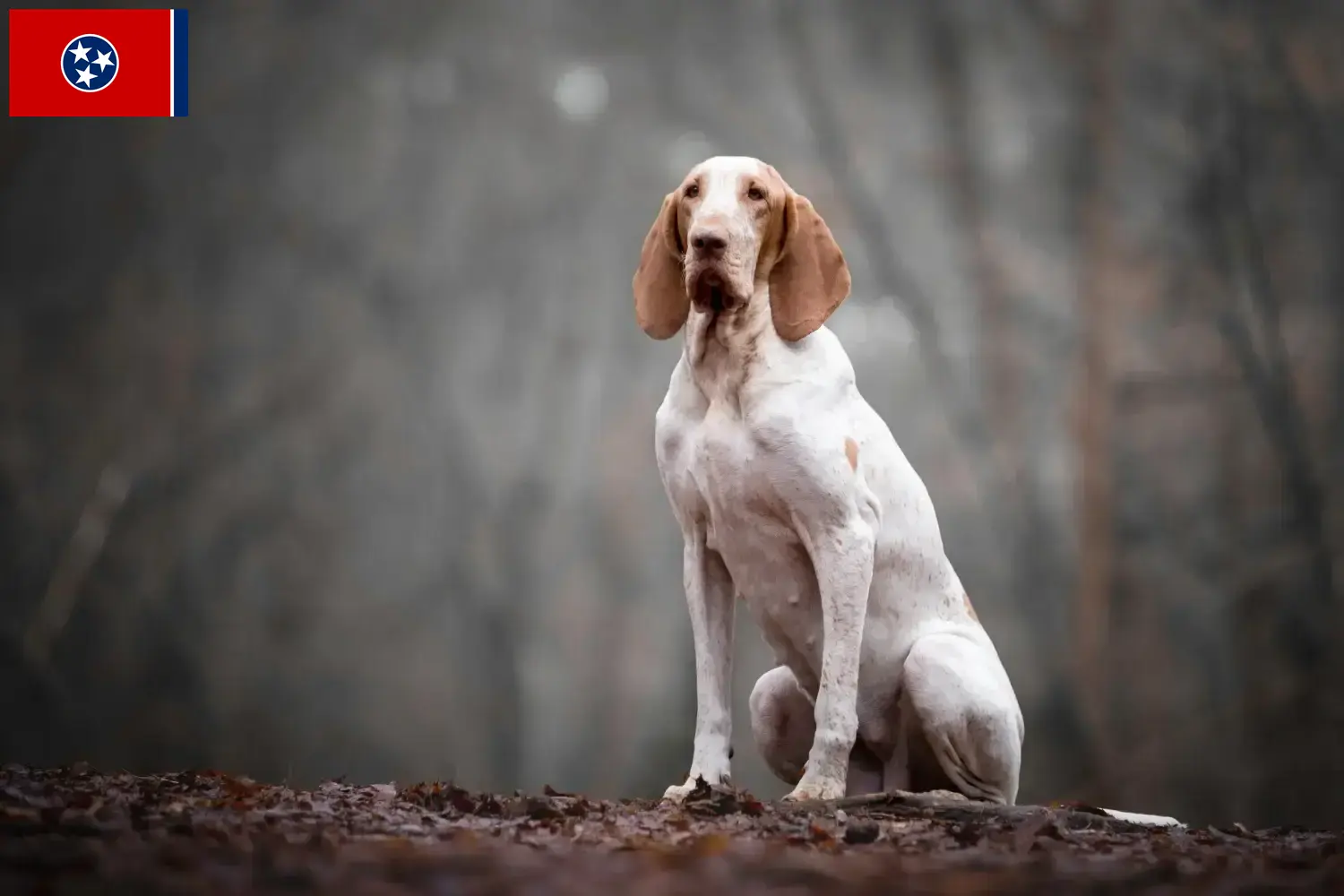 Read more about the article Bracco Italiano breeders and puppies in Tennessee