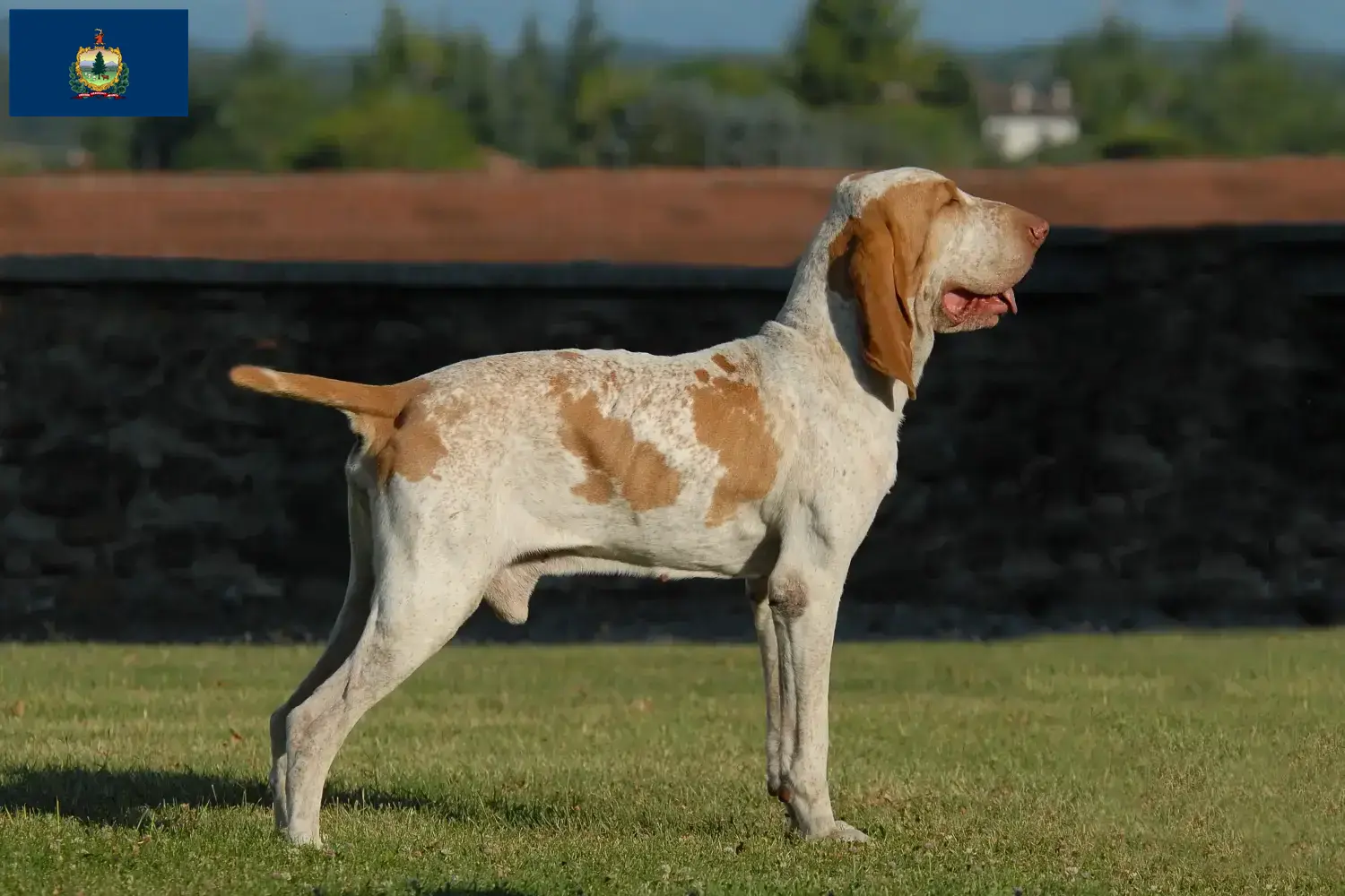 Read more about the article Bracco Italiano breeders and puppies in Vermont