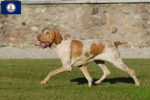 Read more about the article Bracco Italiano breeders and puppies in Virginia