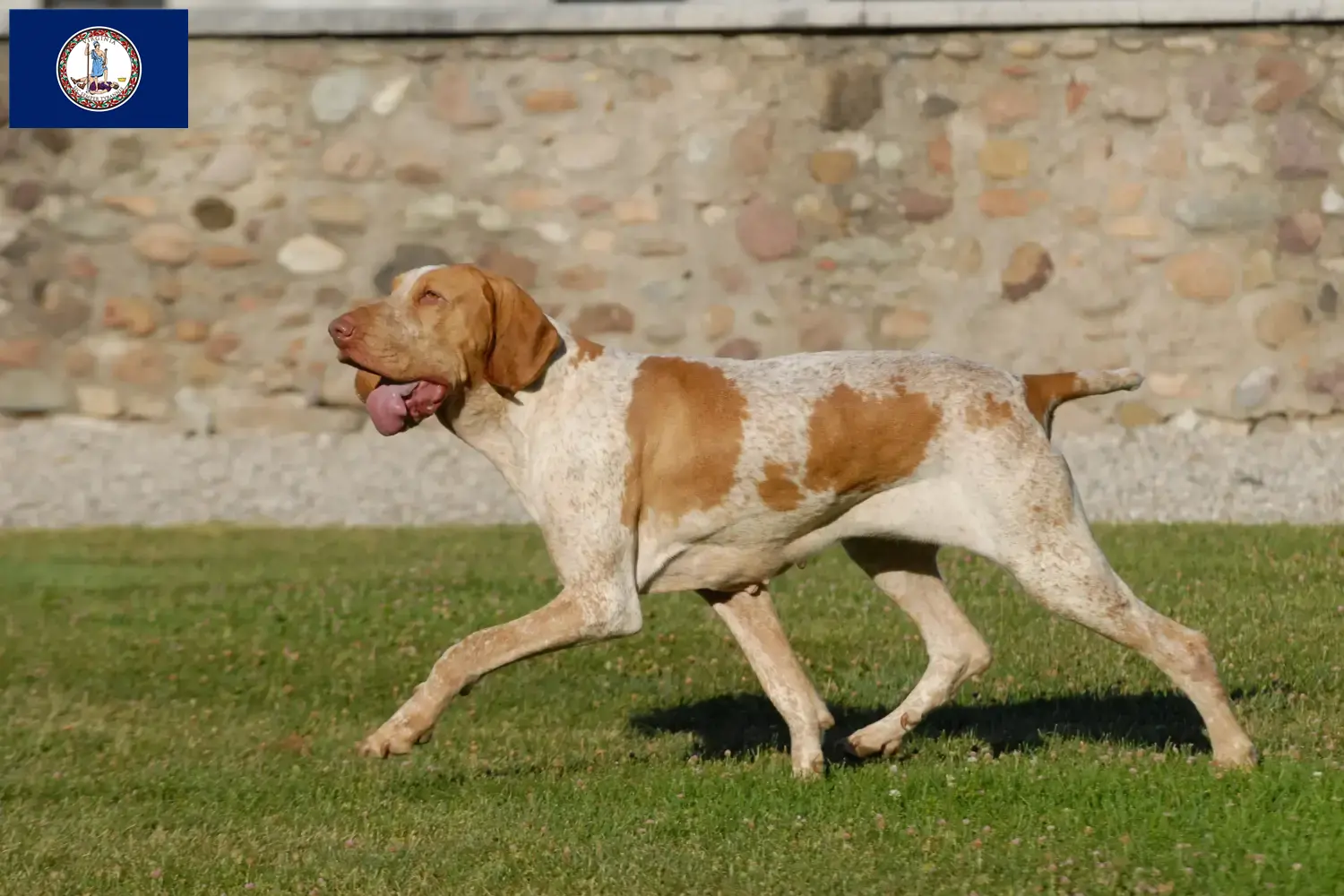 Read more about the article Bracco Italiano breeders and puppies in Virginia