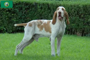 Read more about the article Bracco Italiano breeders and puppies in Washington