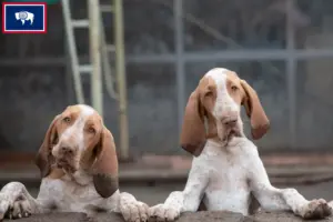 Read more about the article Bracco Italiano breeders and puppies in Wyoming