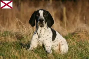 Read more about the article Braque d’Auvergne breeders and puppies in Alabama