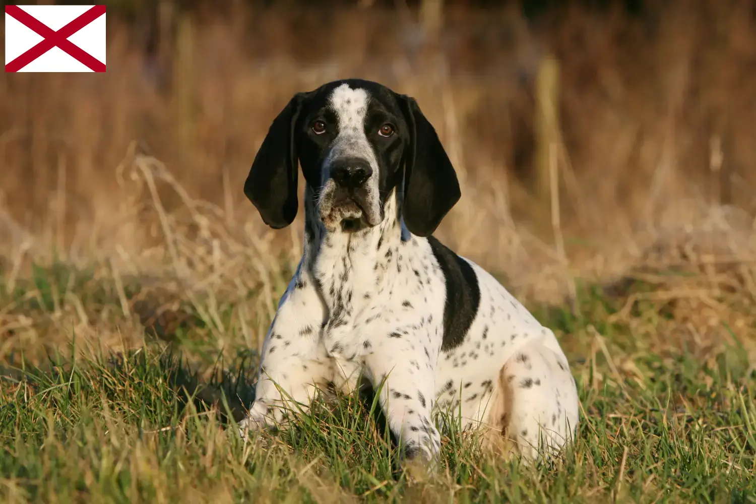 Braque d'Auvergne puppies and breeder Alabama Find Braque d'Auvergne breeders in Alabama.
