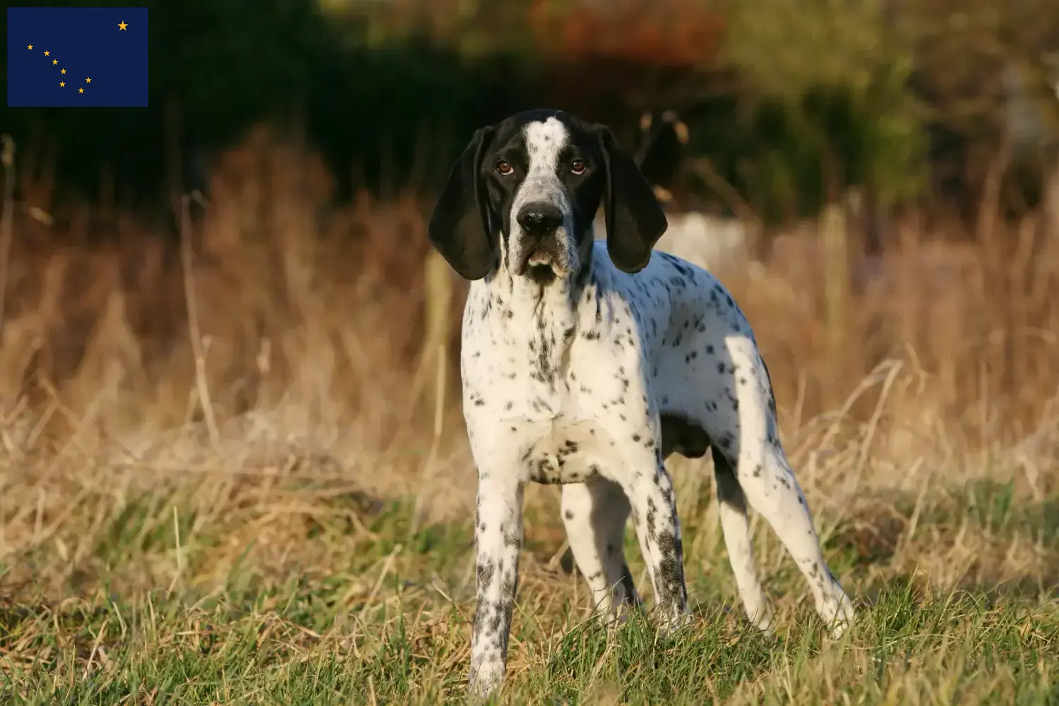 Braque d'Auvergne puppies and breeder Alaska Here you can find Braque d'Auvergne breeders in Alaska.