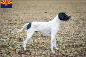 Read more about the article Braque d’Auvergne breeders and puppies in Arizona