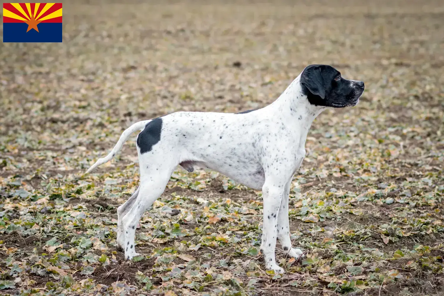Braque d'Auvergne puppies and breeder Arizona Find Braque d'Auvergne breeders in Arizona.