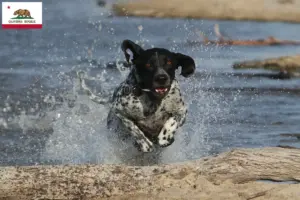 Read more about the article Braque d’Auvergne breeders and puppies in California
