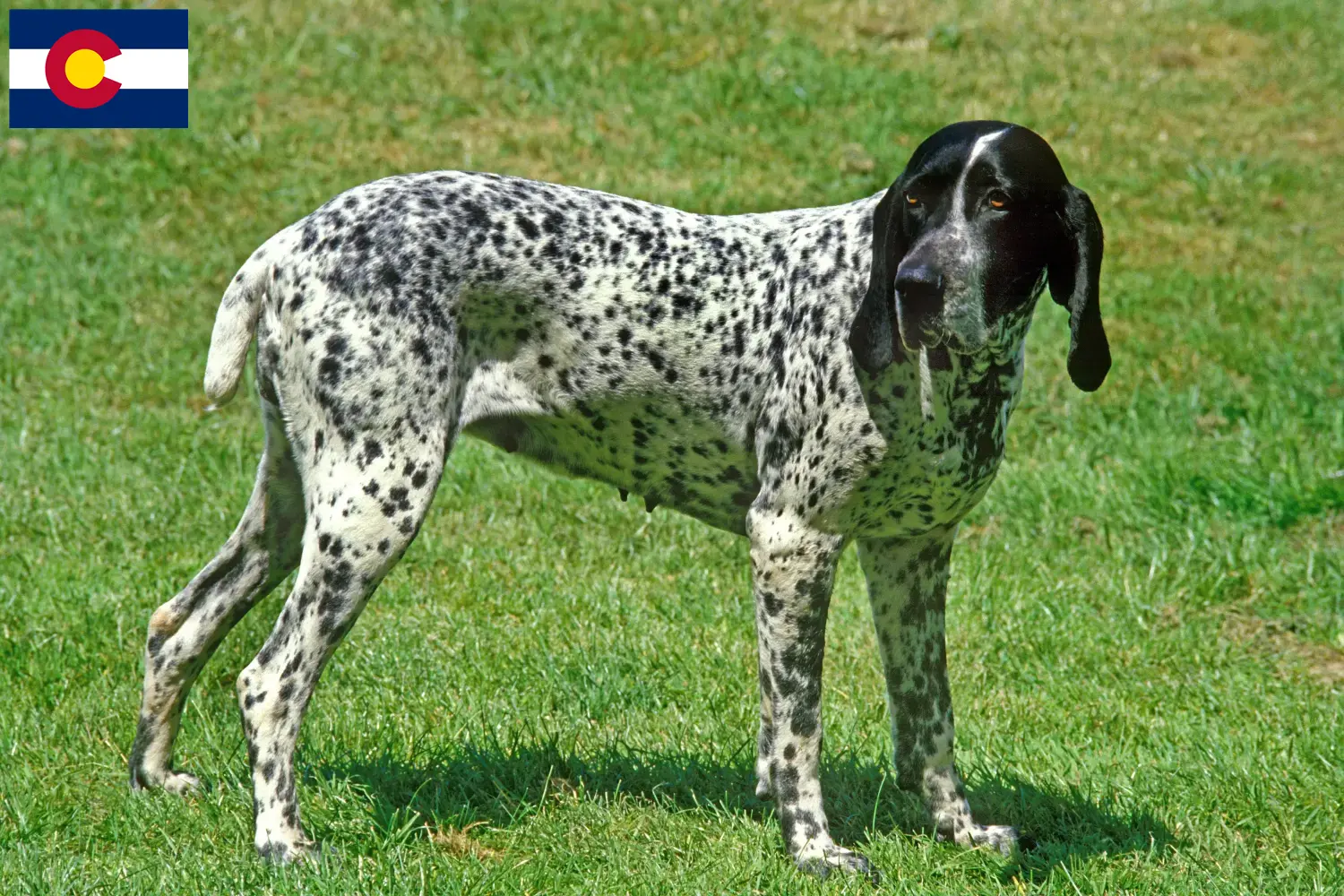 Braque d'Auvergne puppies and breeders Colorado Find Braque d'Auvergne breeders in Colorado.
